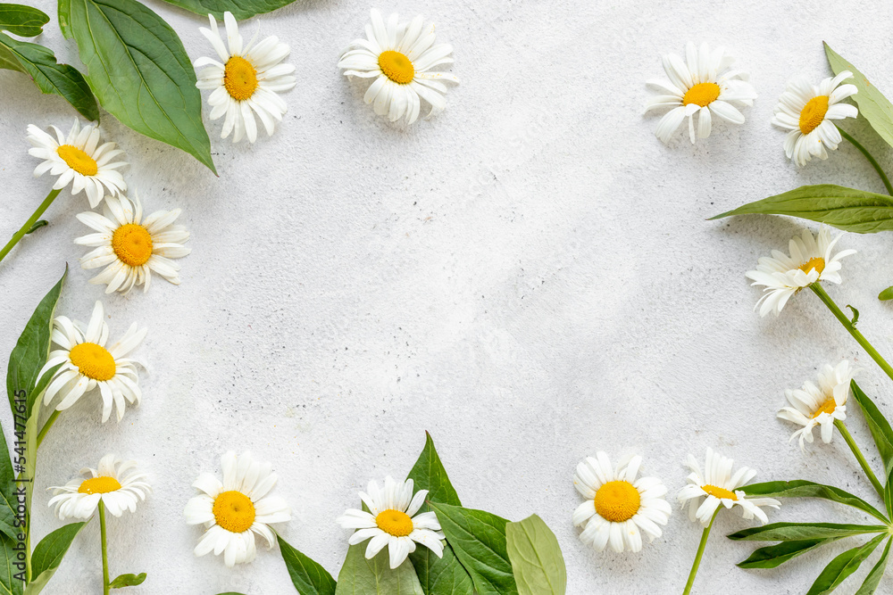 Flat lay of wild chamomile. Meadow flowers and herbs, floral background Flat lay of wild chamomile. Meadow flowers and herbs, floral background