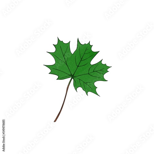 Maple leaf watercolor freehand illustration. autumn leaf close up