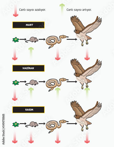 Nutritional and energy transfers between some species living in a terrestrial community food pyramid. Energy pyramid - biology - Vector