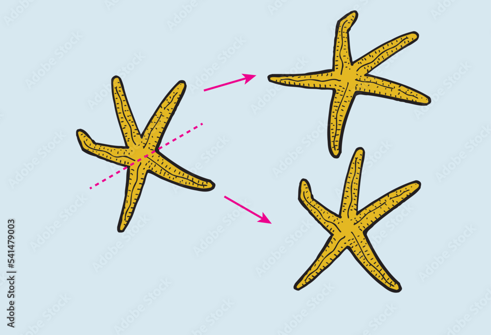 Fragmentation Asexual Reproduction In Starfish