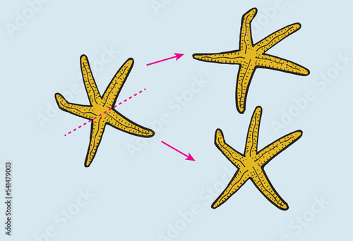 Starfish Sea star regeneration. Reproductive by fragmentation with stage arrows. Asexual reproduction. New starfish is formed with regenerated cells from the cut body Daughter star fish Biology Vector photo