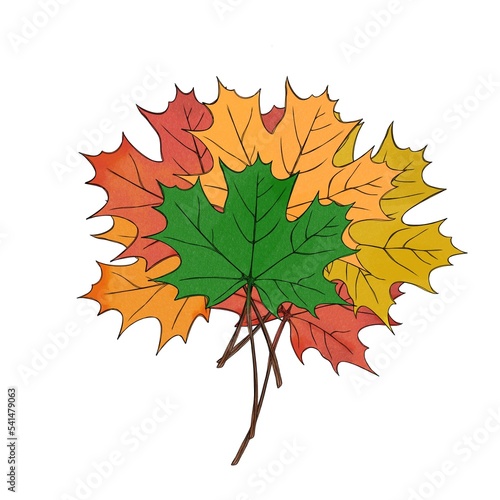 large set of colorful autumn maple leaves watercolor illustration freehand