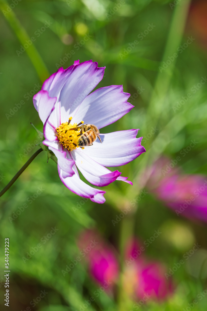 Obraz premium ピコティコスモスの蜜を吸うミツバチ