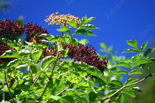 Fruits of Sambucus nigra. photo