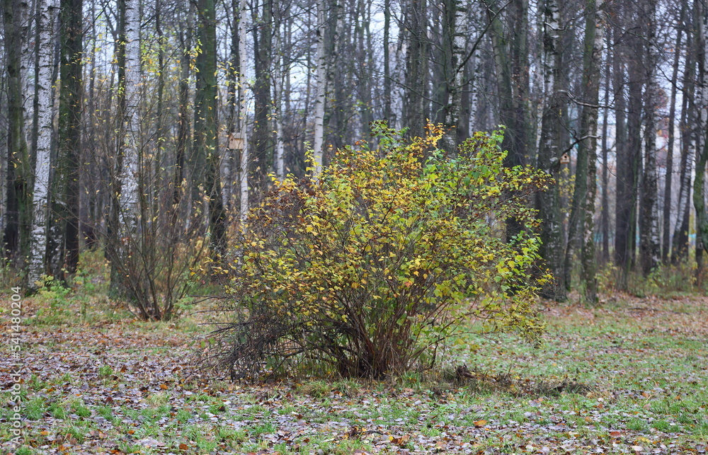 Autumn bush in the city forest park Autumn bush in the city forest park