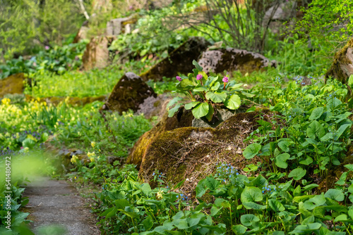 Decorative garden with pathway from stone back yard with stony natural landscaping. Curving concrete pathway with surrounding moss covered rocks and Brunnera macrophylla. photo