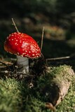 Vertical shot of a red fly agaric mushroom in the forest