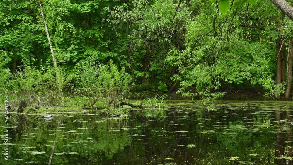 A pond in the forest, reflections in the water. High quality 4k footage A pond in the forest, reflections in the water. High quality 4k footage