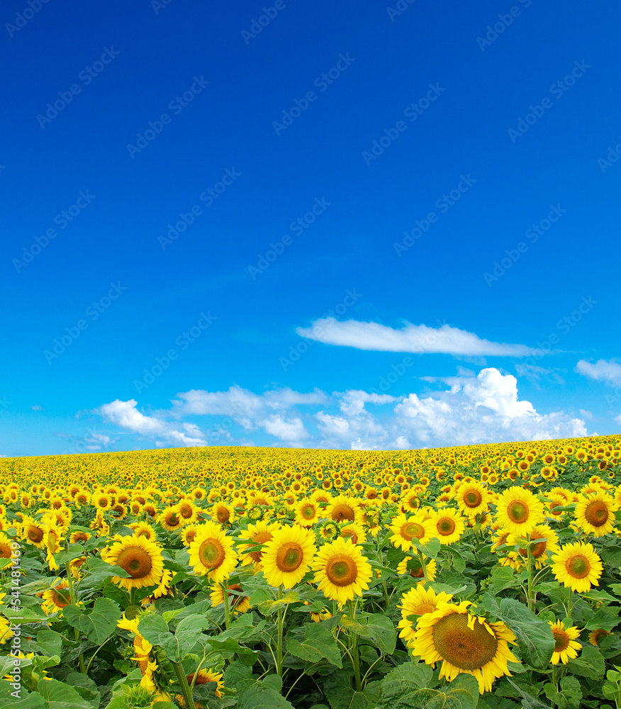 Fototapeta premium Sunflower field with cloudy blue sky