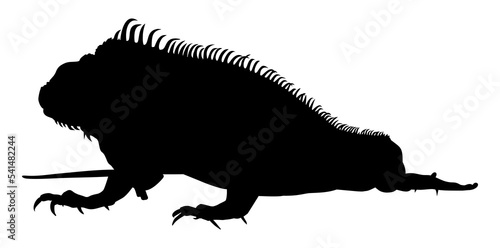 Silhouette of Iguana Reptiles  a genus of herbivorous lizards that are native to tropical areas of Mexico  Central America  South America  and the Caribbean . Format PNG