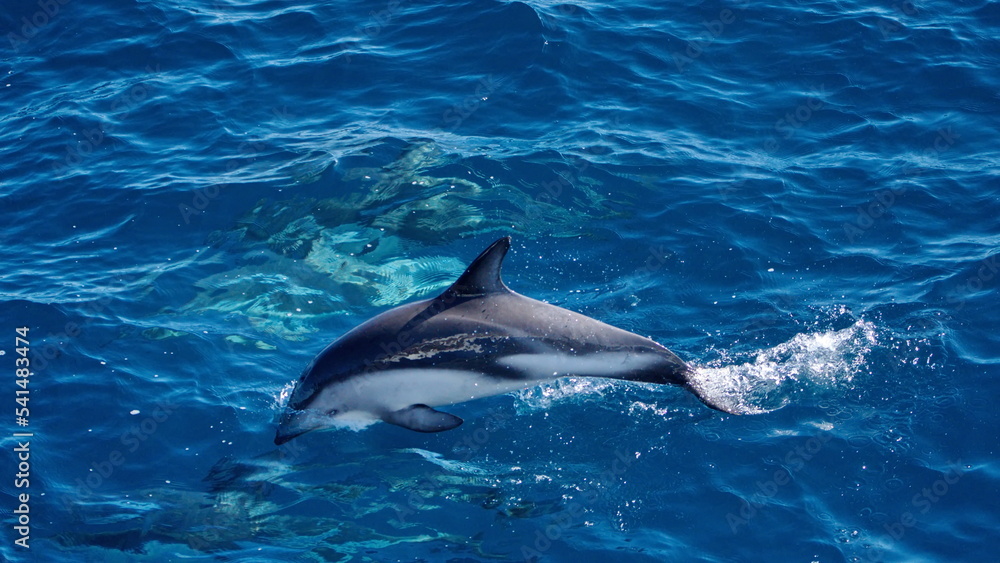 Fototapeta premium Dusky dolphin (Lagenorhynchus obscurus) in the South Atlantic, off the coast of the Falkland Islands