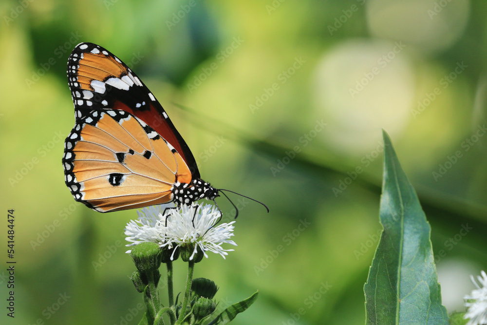 Obraz premium Orange Tiger,Common Tiger,Indian Monarch butterfly sitting on the white Water Snowball,Gymnocoronis spilanthoides flower in the garden 