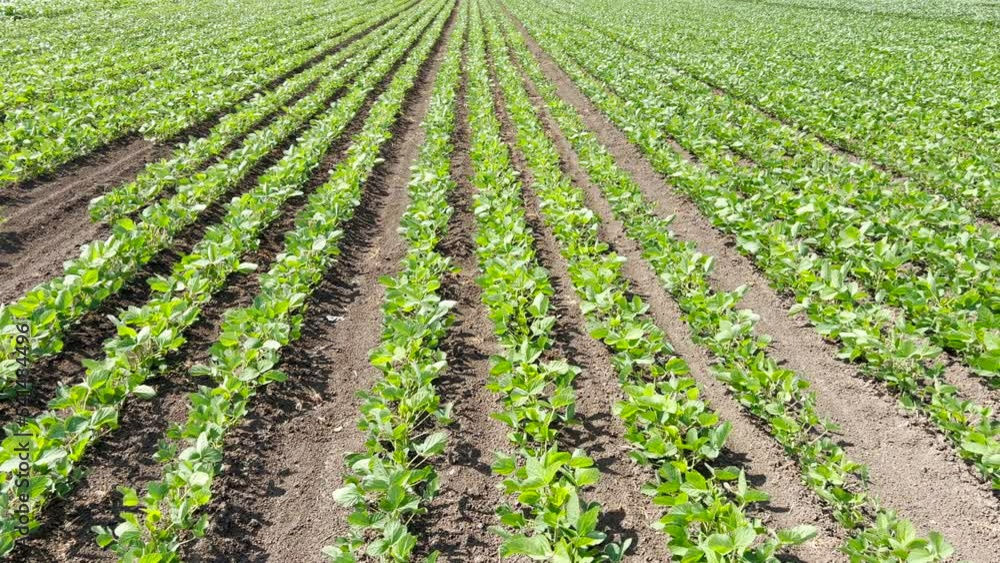 Soybean crops (Glycine max) in cultivated agricultural field in diminishing perspective Soybean crops (Glycine max) in cultivated agricultural field in diminishing perspective