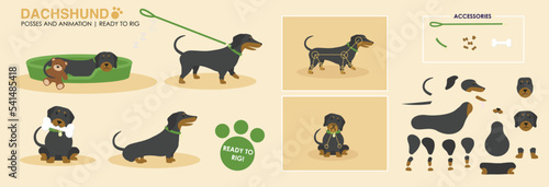 Dachshund dog illustration vector ready to rig for animation. multiple poses, angles and accessories for dog activities such as walking, sleeping playing. Cute sausage dog ready to animate. 