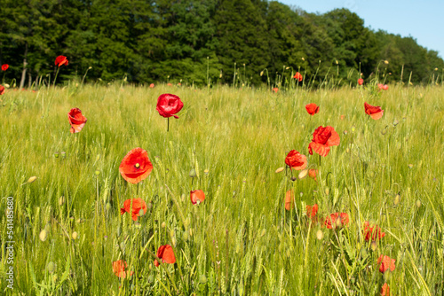 Feld Wiese Mohnblumen Klatschmohn