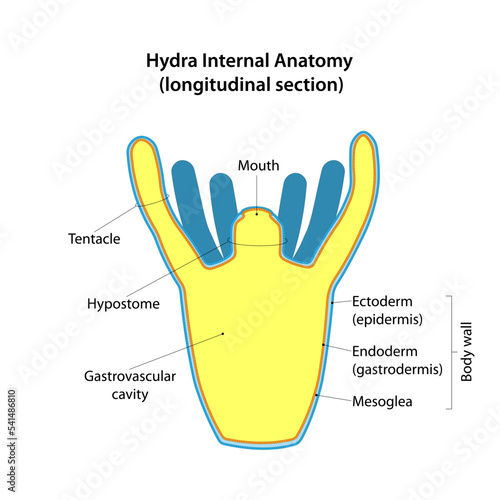 Hydra Internal Anatomy. Longitudinal section.