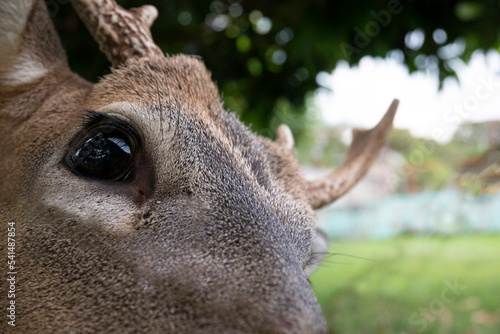 Close up of a male deer face