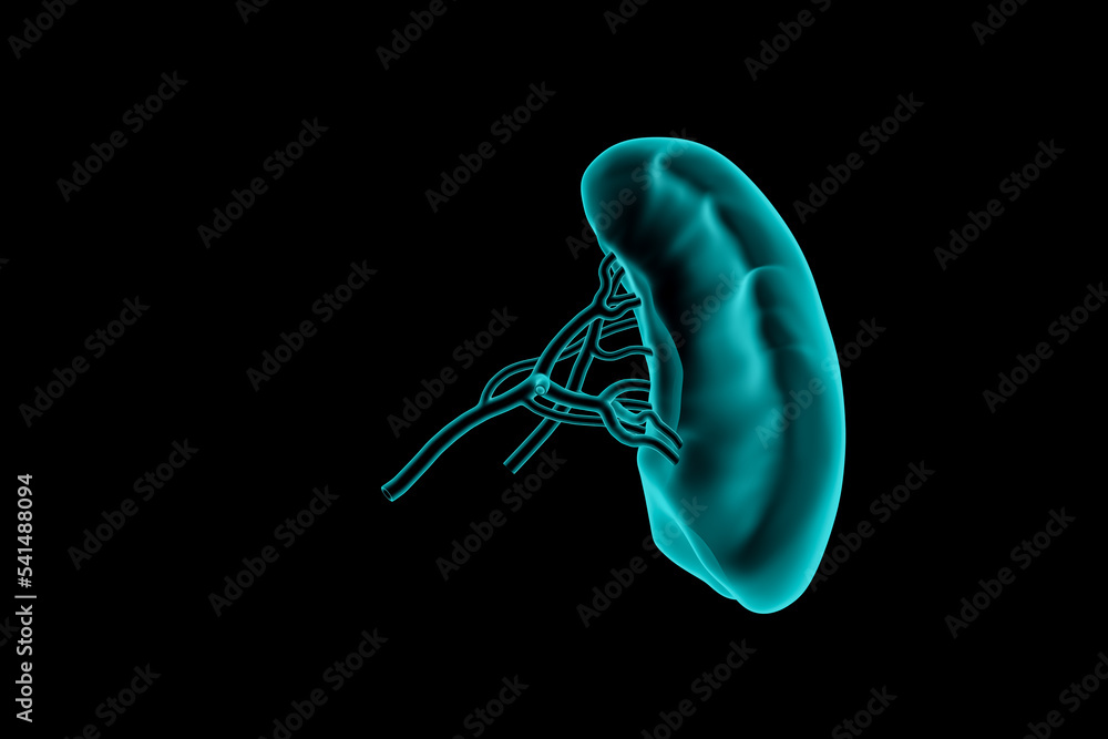 3d illustration of human spleen realistic x-ray simulation isolated on black - obrazy, fototapety, plakaty 