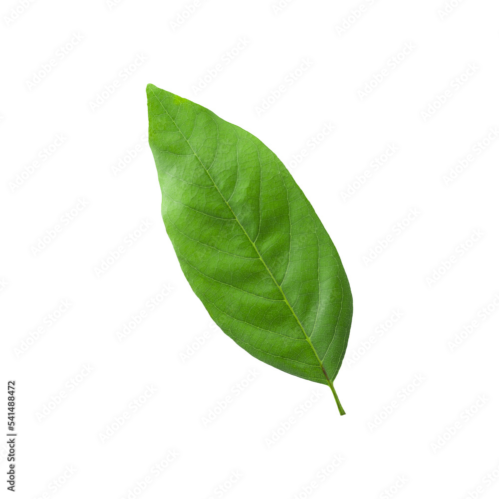 Obraz premium Green leaf of Sugar Apple or Custard Apple isolated on an alpha background