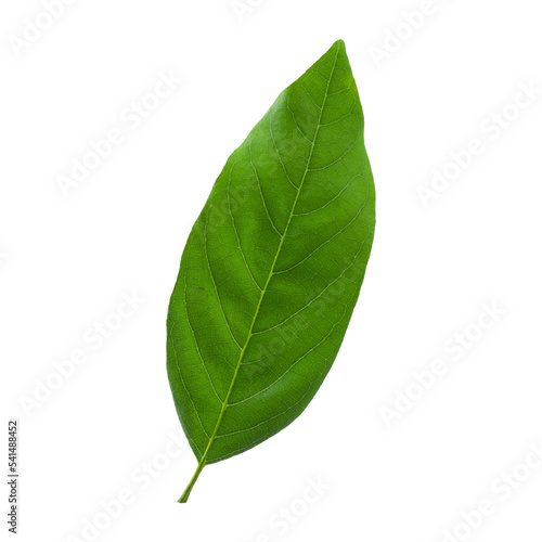 Green leaf of Sugar Apple or Custard Apple isolated on an alpha background