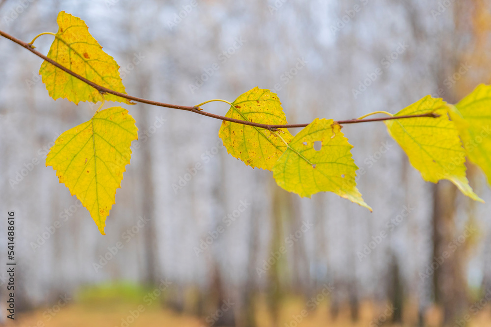 Obraz premium Branch of birch with remains of yellowed foliage against blurred background of birch grove. Autumn landscape.