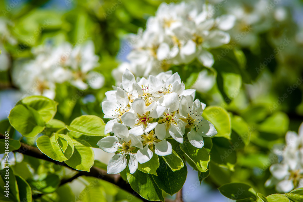 Flowering branch of pear in the garden in spring
