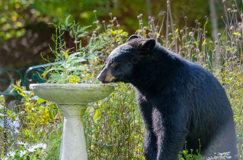 Принти на полотні American black bear pauses while drinking from a birdbath in a garden