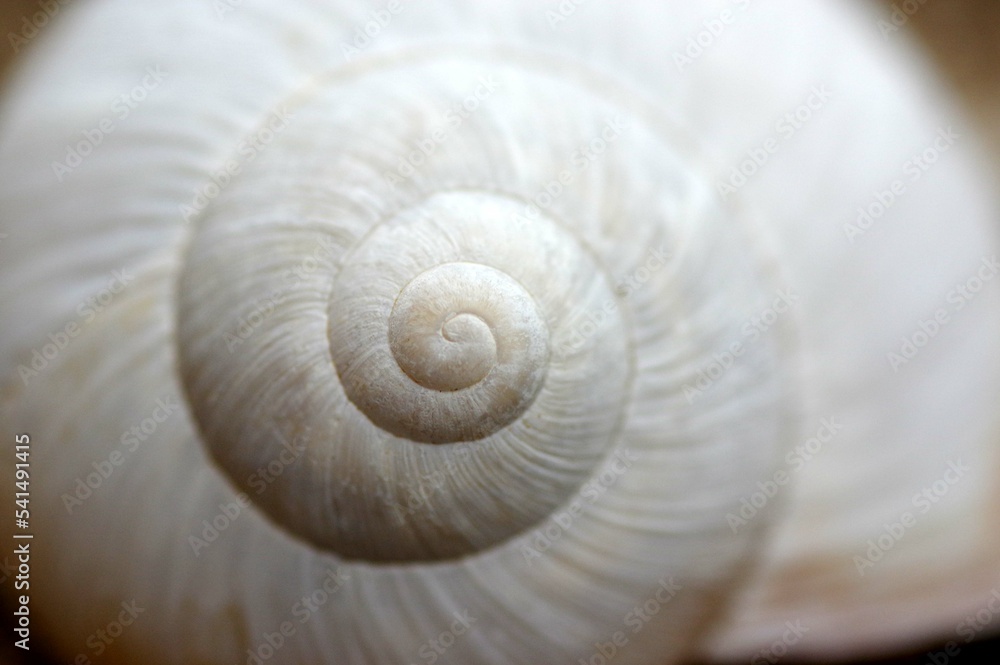 coquille d'escargot coquille d'escargot