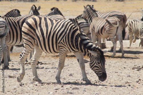Zebra searching grass