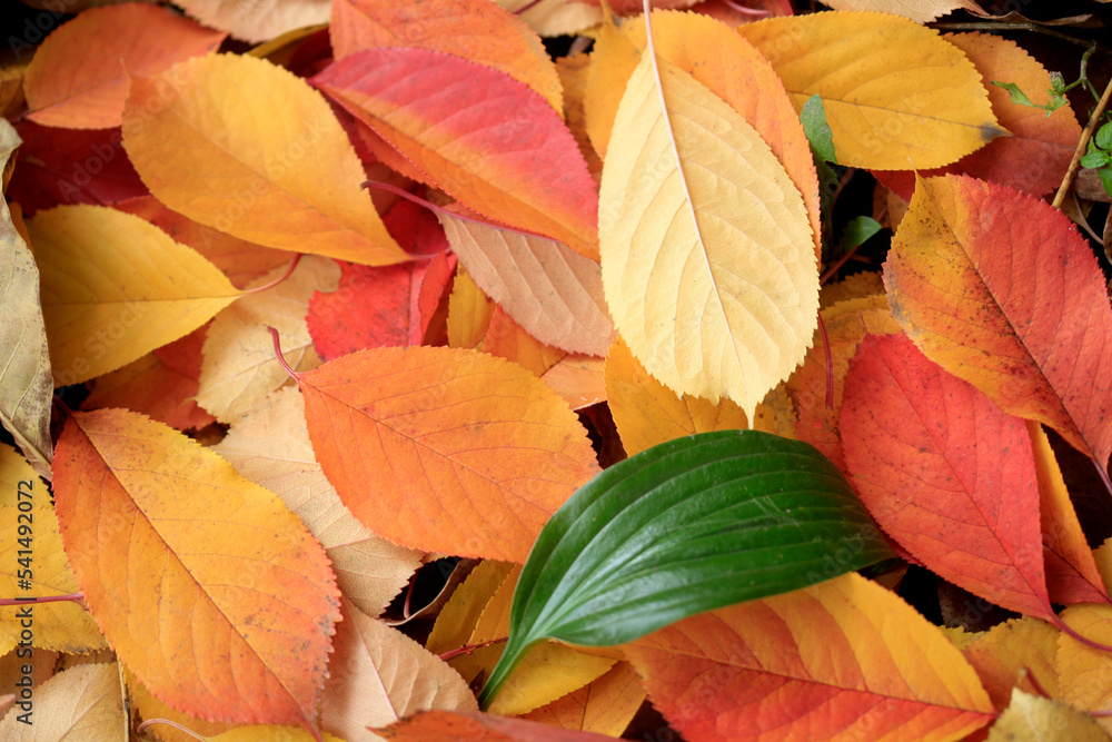 Colorful autumn leaves on nature background