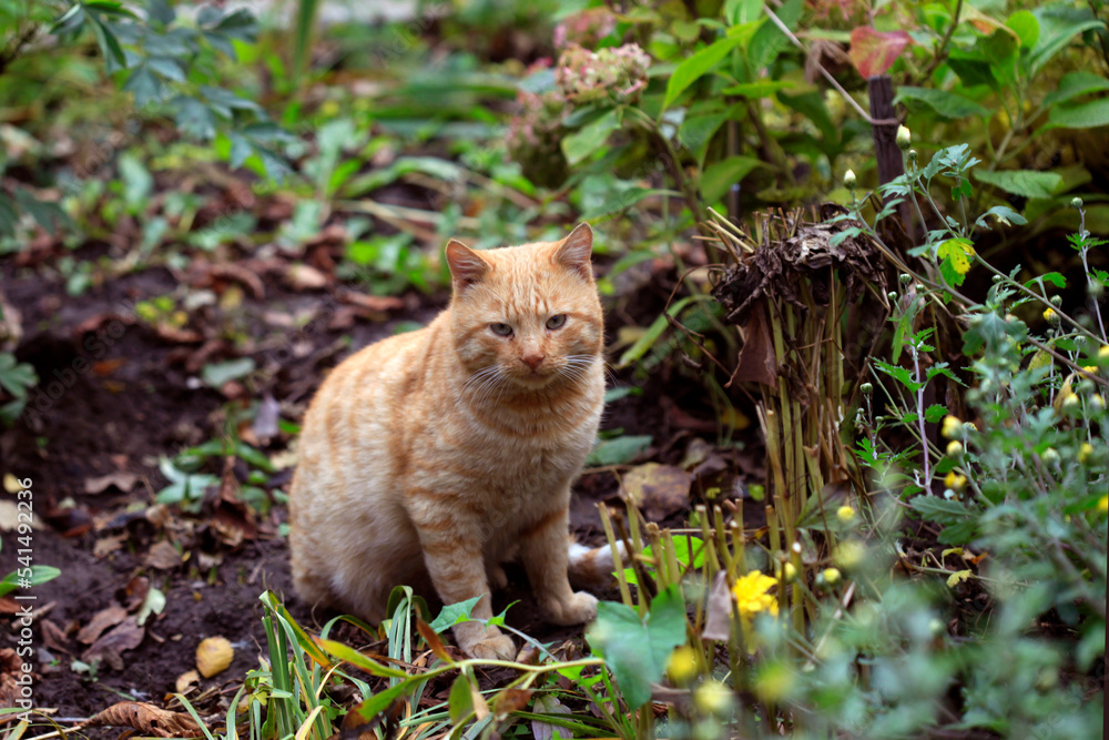 Portrait of cute wild red cat Portrait of cute wild red cat