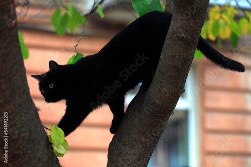 Photography Portrait of cute wild black cat