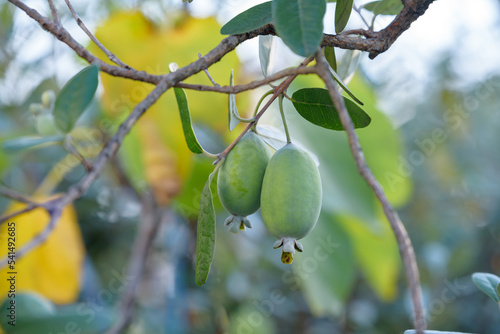Feijoa's fruits, on the tree