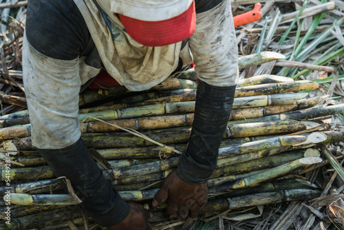 top view of a latin peasant, sugar cane farmer, collecting the raw material for the production of panela and sweet foods. brown man picking up the pile of cane to take it to the sugar mill.
