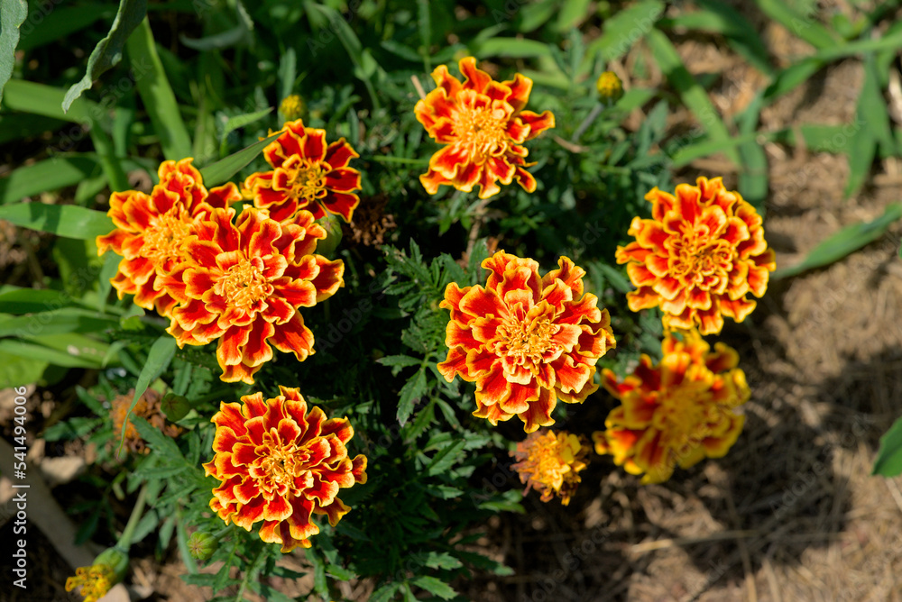 Orange marigolds on the stalk (Asteraceae) Orange marigolds on the stalk (Asteraceae)