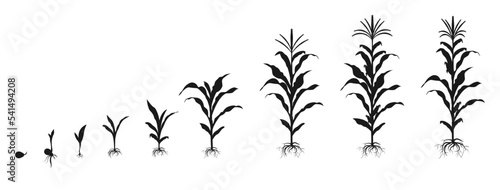Cycle of growth of corn in form of black silhouette. Infographic of staged germination of plant seed.