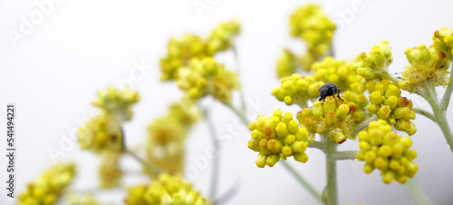 Bug landing on a blossom branch of yellow Pseudognaphalium affine flowers