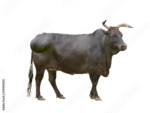  black zebu cattle isolated on white background photo