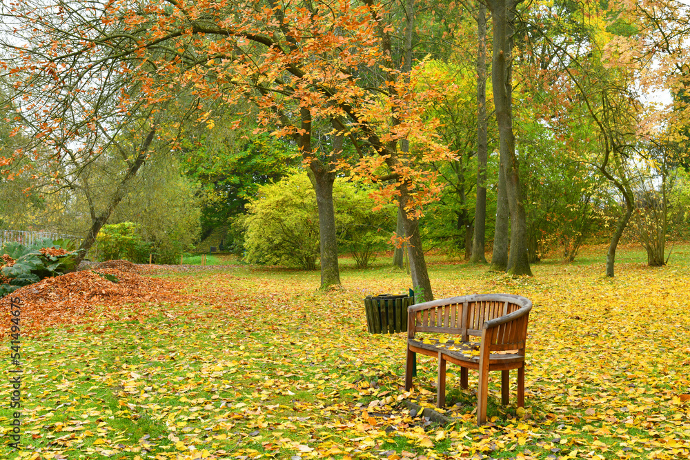 Autumn landscape. Sunny day. Bench in the park.
