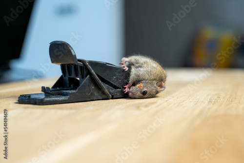 Souris prise dans un piège photo