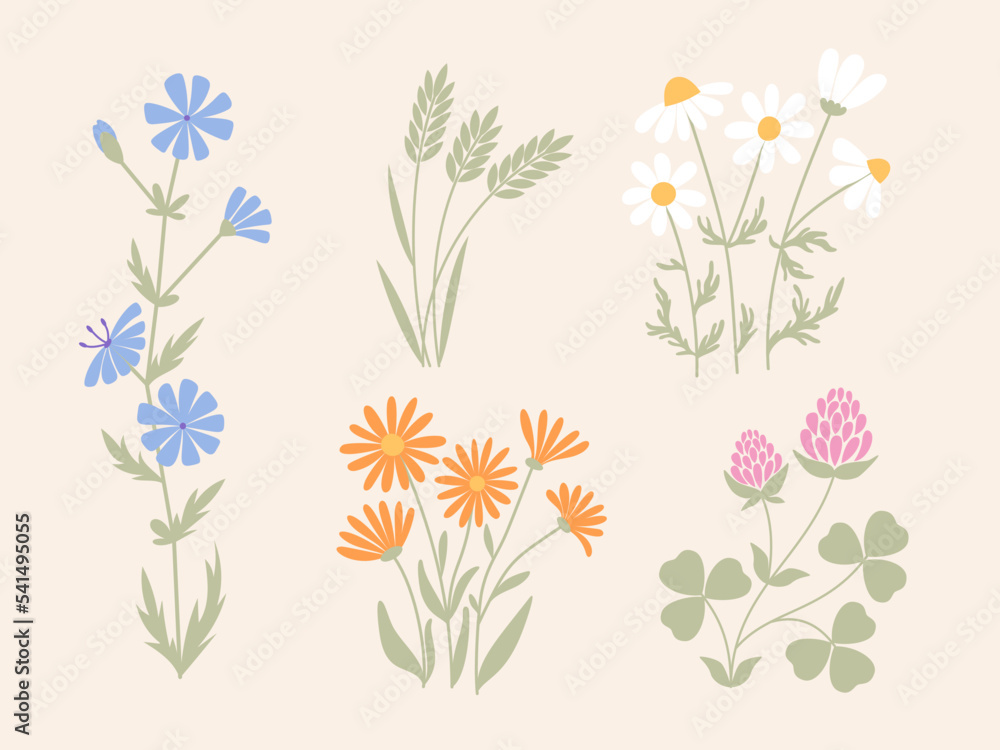 Pastel set of wildflowers. Clower, daisy, chamomile, calendula, chicory, meadow grass. Herbaceous plant collection
