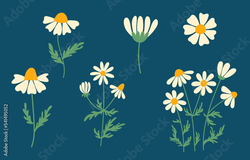 Set of daisies, isolated wildflowers on dark background