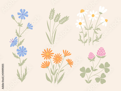 Pastel set of wildflowers. Clower, daisy, chamomile, calendula, chicory, meadow grass. Herbaceous plant collection © Екатерина Свирина