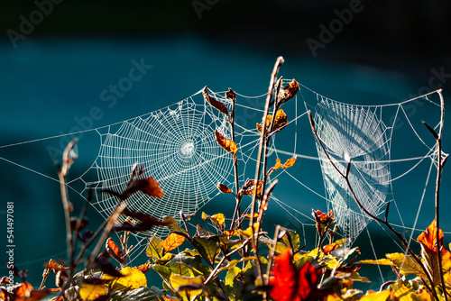 Spiderweb photo