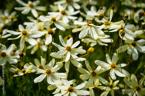 Coreopsis verticillata Moonbeam