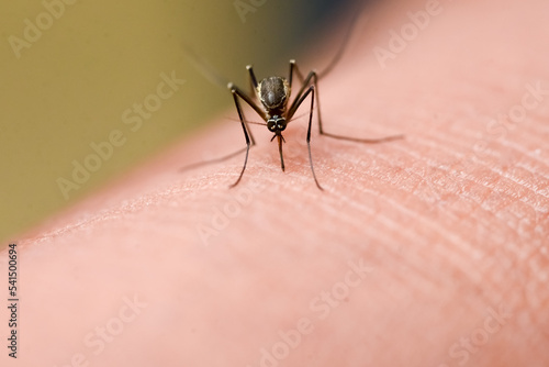 Mosquitoes are feeding on human skin blood. Mosquitoes are carriers of dengue fever and malaria. Dengue fever is very prevalent during the rainy season.