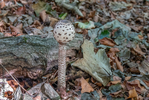 Parasol mushroom macrolepiota procera amongst autumn leaves