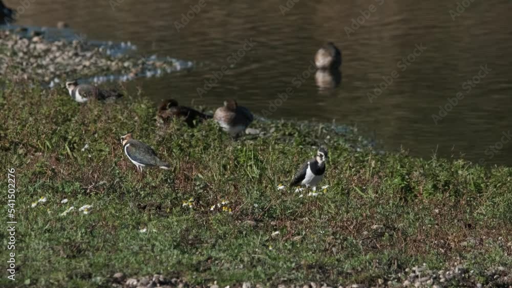 Lapwing Wader Birds Feeding Onshore Tapping Feet Lapwing Wader Birds Feeding Onshore Tapping Feet