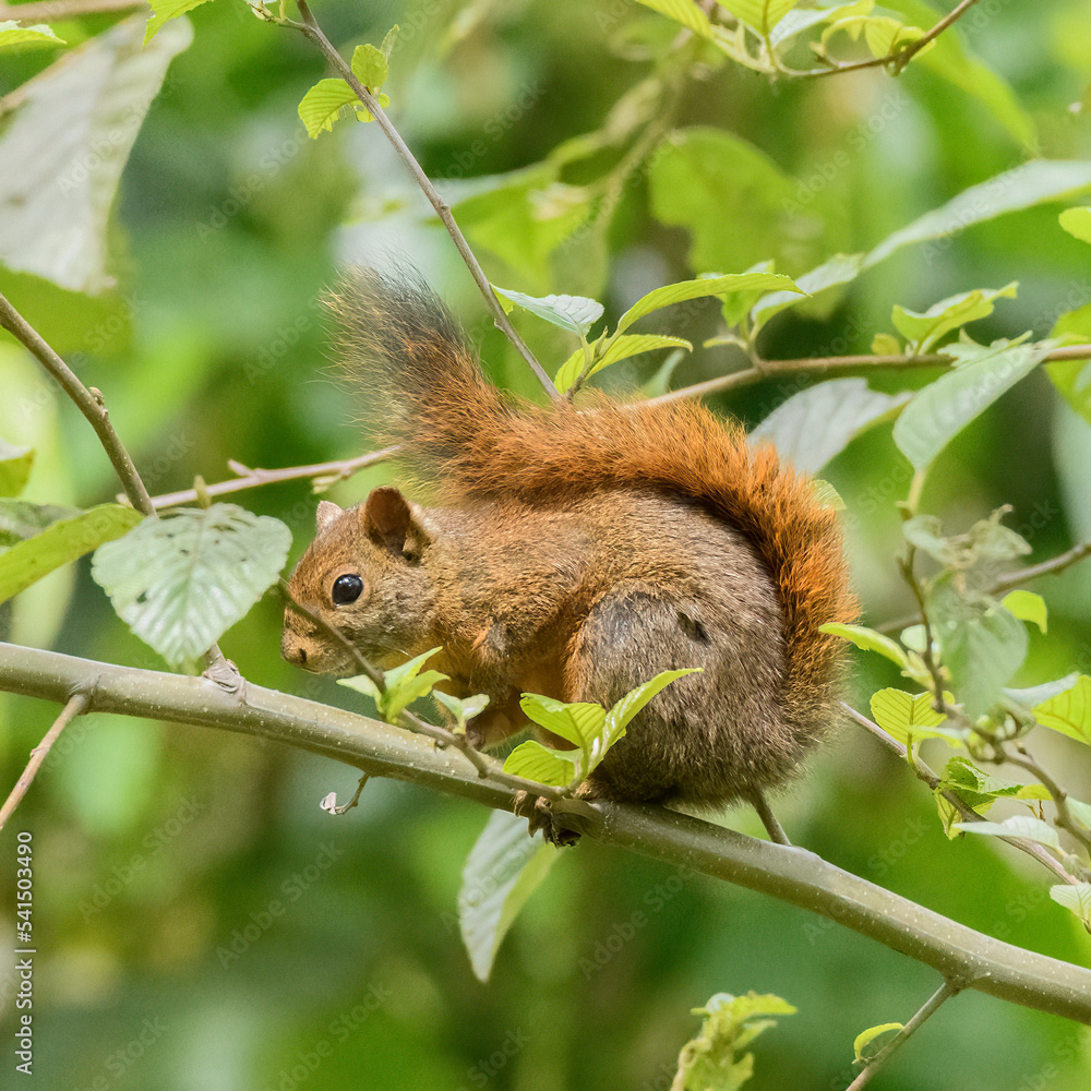 Sciurus Granatensis, Squirrel on a branch Sciurus Granatensis, Squirrel on a branch