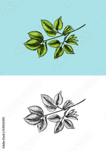 Bean plant growth. Detailed vegetarian food sketch. Hand drawn illustration for menu, label, icon or poster.